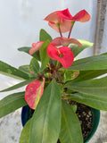 Euhorbia Milii Crown Of Thorns Corona de Cristo 'Name it Yourself'