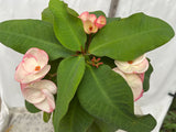 Euphorbia Milii BLACK DIAMOND Crown of Thorns Corona de Cristo