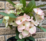 Euphorbia Milii PINK ELEGANCE Crown of Thorns Corona de Cristo Cactus/Succulent