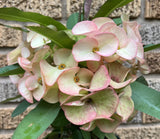 Euphorbia Milii PINK ELEGANCE Crown of Thorns Corona de Cristo Cactus/Succulent