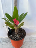 Euphorbia Milii SETHEE KOHN CAEN Crown of Thorns Corona de Cristo Giant