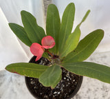 Euphorbia Milii SETHEE KOHN CAEN Crown of Thorns Corona de Cristo Giant