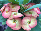 Euphorbia Milii CHIANG MAI Crown of Thorns Orange Bloom Corona de Cristo
