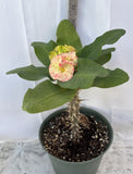 Euphorbia Milii ATHENA Crown of Thorns (Sap Chao Sua) Corona de Cristo Cactus & Succulents