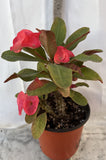 Euphorbia Milii SIAM SUNSHINE Crown of Thorns Corona De Cristo