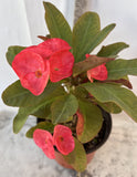 Euphorbia Milii SIAM SUNSHINE Crown of Thorns Corona De Cristo