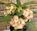 Euphorbia Milii PINK ELEGANCE Crown of Thorns Corona de Cristo Cactus/Succulent