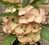 Euphorbia Milii PINK ELEGANCE Crown of Thorns Corona de Cristo Cactus/Succulent