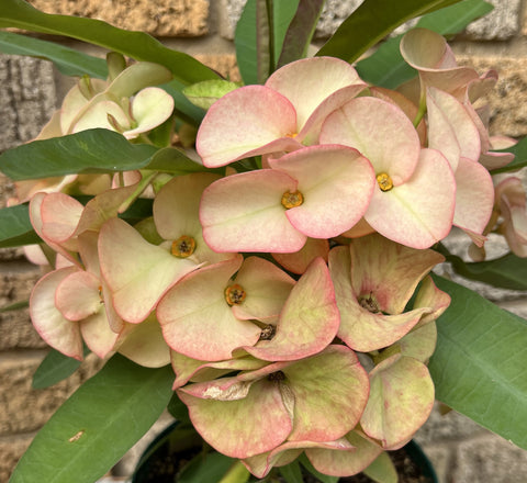 Euphorbia Milii Crown of Thorns Corona de Cristo "Name it Yourself"