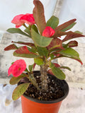 Euphorbia Milii SIAM SUNSHINE Crown of Thorns Corona De Cristo