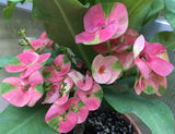 Euhorbia Milii Crown Of Thorns "Pink Emerald Flamingo" Corona de Cristo Large blooming Variety