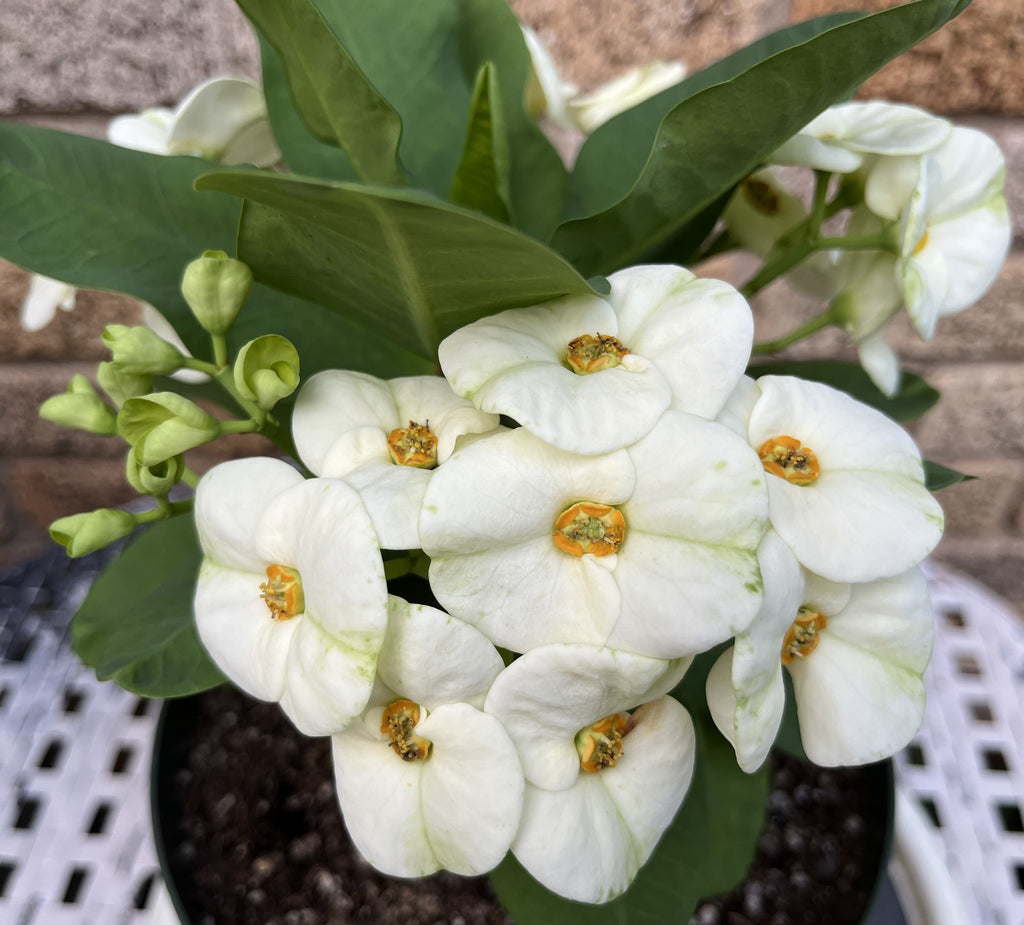 succulents with white flowers Euphorbia Milii FUJI WHITE Crown of Thorns Corona de Cristo Cactus/Suc – Euphorbia Milii Garden (Crown Of Thorns)