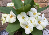 Euphorbia Milii FUJI WHITE Crown of Thorns Corona de Cristo Cactus/Succulents