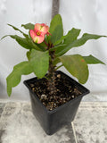 Euphorbia Milii KING DIAMOND Crown of Thorns Corona de Cristo Tropicals Succulents