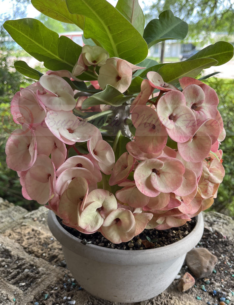 millionaire succulent Euphorbia Milii PINK MILLIONAIRE Crown of Thorns Corona de Cristo – Euphorbia Milii Garden (Crown Of Thorns)
