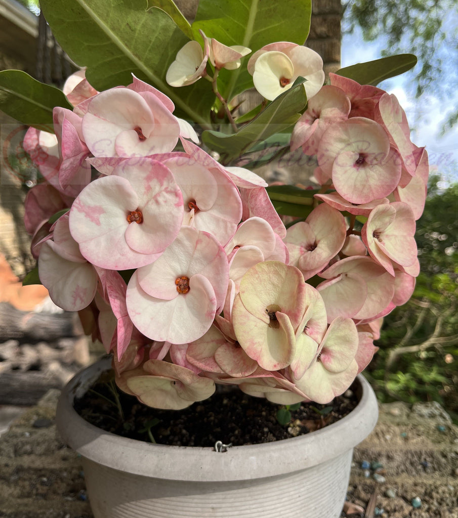 millionaire plant succulent Euphorbia Milii PINK MILLIONAIRE Crown of Thorns Corona de Cristo – Euphorbia Milii Garden (Crown Of Thorns)