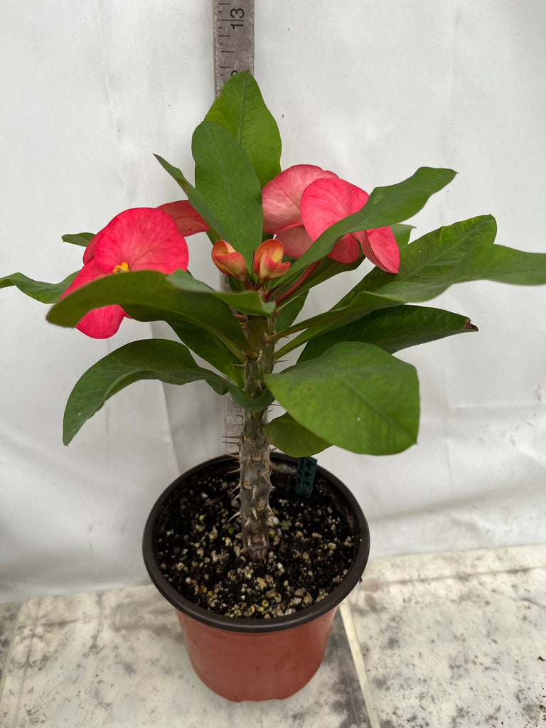 DECOALIVE Planta Natural Espina de Cristo Corona del Señor Cactus Flores Rojas DECOALIVE Planta Natural Espina de Cristo Corona del Señor Cactus Flores Rojas