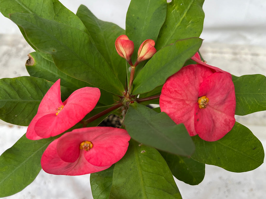 Corona De Espinas Espina De Christ Euphorbia Milii Planta De Cristo Peque%c3%b1as Flores De Gm930952096 255195427 Corona De Espinas Espina De Christ Euphorbia Milii Planta De Cristo Peque%c3%b1as Flores De Gm930952096 255195427