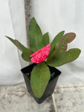 Euphorbia Milii SETHEE MUEANG CHAN Crown of Thorns  Poysean Corona de Cristo Giant.