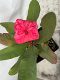 Euphorbia Milii SETHEE MUEANG CHAN Crown of Thorns  Poysean Corona de Cristo Giant.