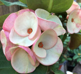 Euphorbia Milii BLACK DIAMOND Crown of Thorns Corona de Cristo