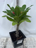 Euphorbia Milii RUAY CHANGLOEI Crown of Thorns Corona de Cristo Succulent