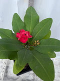 Euphorbia Milii RUAY CHANGLOEI Crown of Thorns Corona de Cristo Succulent