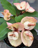 Euphorbia Milii FANBO Crown of Thorns Corona De Cristo Cactus