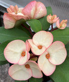 Euphorbia Milii FANBO Crown of Thorns Corona De Cristo Cactus