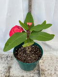 Euphorbia Milii UDOM SETHI Crown of Thorns Corona de Cristo Rare