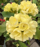 Euphorbia Milii GOLDEN GOBLET Corona de Cristo Crown Of Thorns Cactus/Succulent