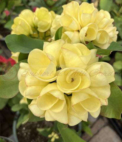 Euphorbia Milii GOLDEN GOBLET Corona de Cristo Crown Of Thorns Cactus/Succulent