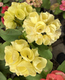 Euphorbia Milii GOLDEN GOBLET Corona de Cristo Crown Of Thorns Cactus/Succulent