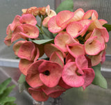 Euphorbia Milii TEQUILA SUNRISE Crown of Thorns Corona De Cristo