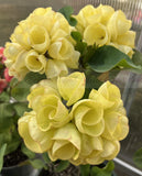 Euphorbia Milii GOLDEN GOBLET Corona de Cristo Crown Of Thorns Cactus/Succulent
