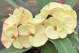 Euphorbia Milii 'Butter Berry" Crown of Thorns Corona De Cristo Succulent
