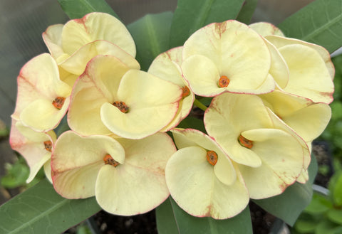 Euphorbia Milii 'Butter Berry" Crown of Thorns Corona De Cristo Succulent
