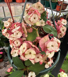 Euphorbia Milii NEVER ENDING (Love Affair) Crown of Thorns Corona De Cristo Thai Hybrid