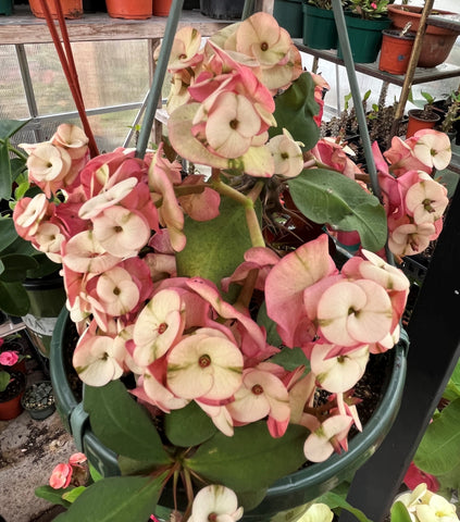 Euphorbia Milii NEVER ENDING (Love Affair) Crown of Thorns Corona De Cristo Thai Hybrid