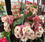 Euphorbia Milii NEVER ENDING (Love Affair) Crown of Thorns Corona De Cristo Thai Hybrid