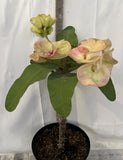 Euphorbia Milii GIANT WAT (Yak Wat Poh) Crown of Thorns Corona de Cristo Cactus/Succulents