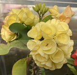 Euphorbia Milii ROOTED CUTTINGS Fresh From Thailand Crown of Thorns Corona de Cristo