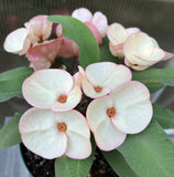 Euphorbia Milii FANBO Crown of Thorns Corona De Cristo Cactus