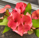 Euphorbia Milii PomPom Orange Crown of Thorns – Starter Cutting