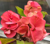 Euphorbia Milii PomPom Orange Crown of Thorns – Starter Cutting