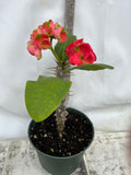 Euphorbia Milii RED MILLIONAIRE Crown of Thorns Corona d’Cristo Poysean Succulent Tropical