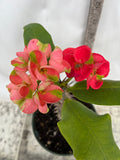 Euphorbia Milii RED MILLIONAIRE Crown of Thorns Corona d’Cristo Poysean Succulent Tropical