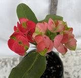 Euphorbia Milii RED MILLIONAIRE Crown of Thorns Corona d’Cristo Poysean Succulent Tropical