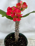 Euphorbia Milii RED MILLIONAIRE Crown of Thorns Corona d’Cristo Poysean Succulent Tropical