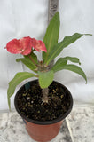 Euphorbia Milii DANCING QUEEN (POP CHOK) Crown of Thorns Corona De Cristo Succulent/Cactus